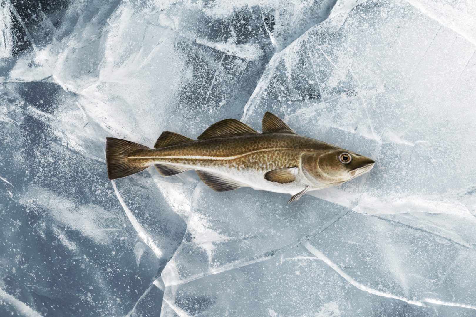 Atlantic cod IceMar