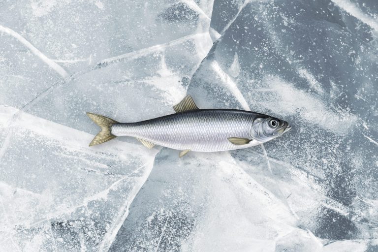 Atlantic Herring IceMar